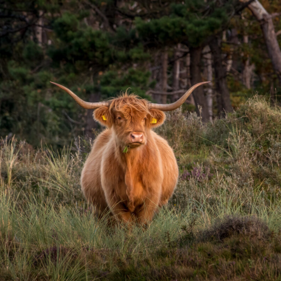 Schotse hooglander met lange horens aan de rand van het bos.
