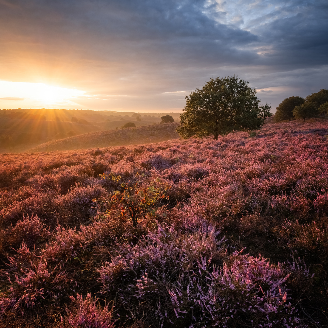 Laagstaande zon boven een veld met bloeiende paarse heide.